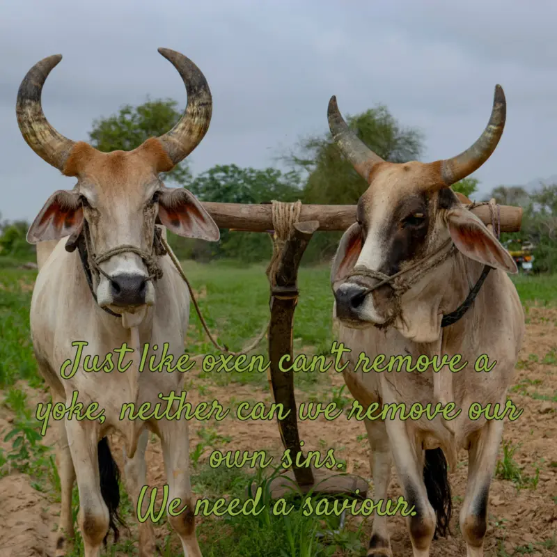 Sin renders us completely helpless and vulnerable to then enemy's attacks. Thanks, be to God, that he provided a way of escape. Two cows, with horns, tethered to a yoke. Just like oxen can't save themselves from the yoke, neither can we save ourselves from our sins. We need a saviour.